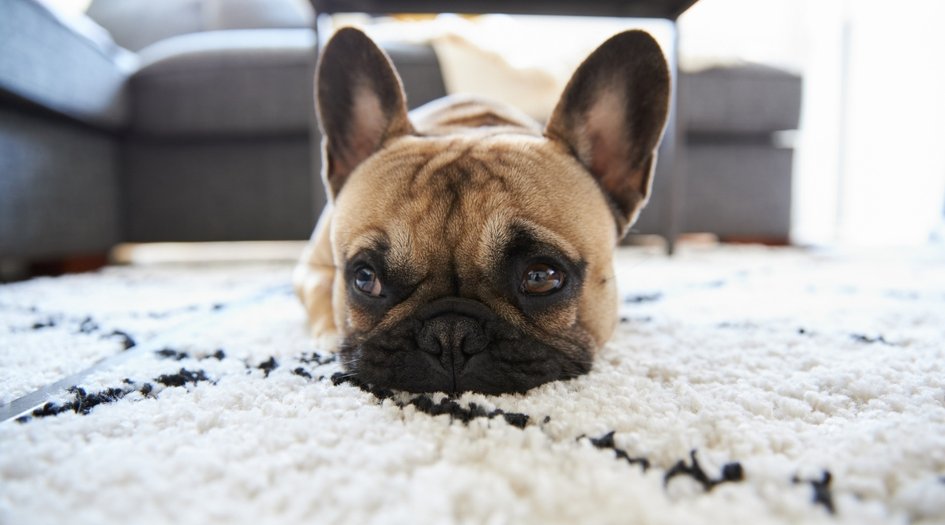 Teppiche für Hundebesitzer